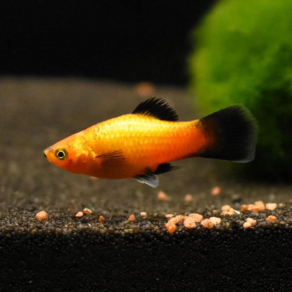 Platy Sunset-wagtail NEON, Xiphophorus maculatus var. sunset-wagtail neon